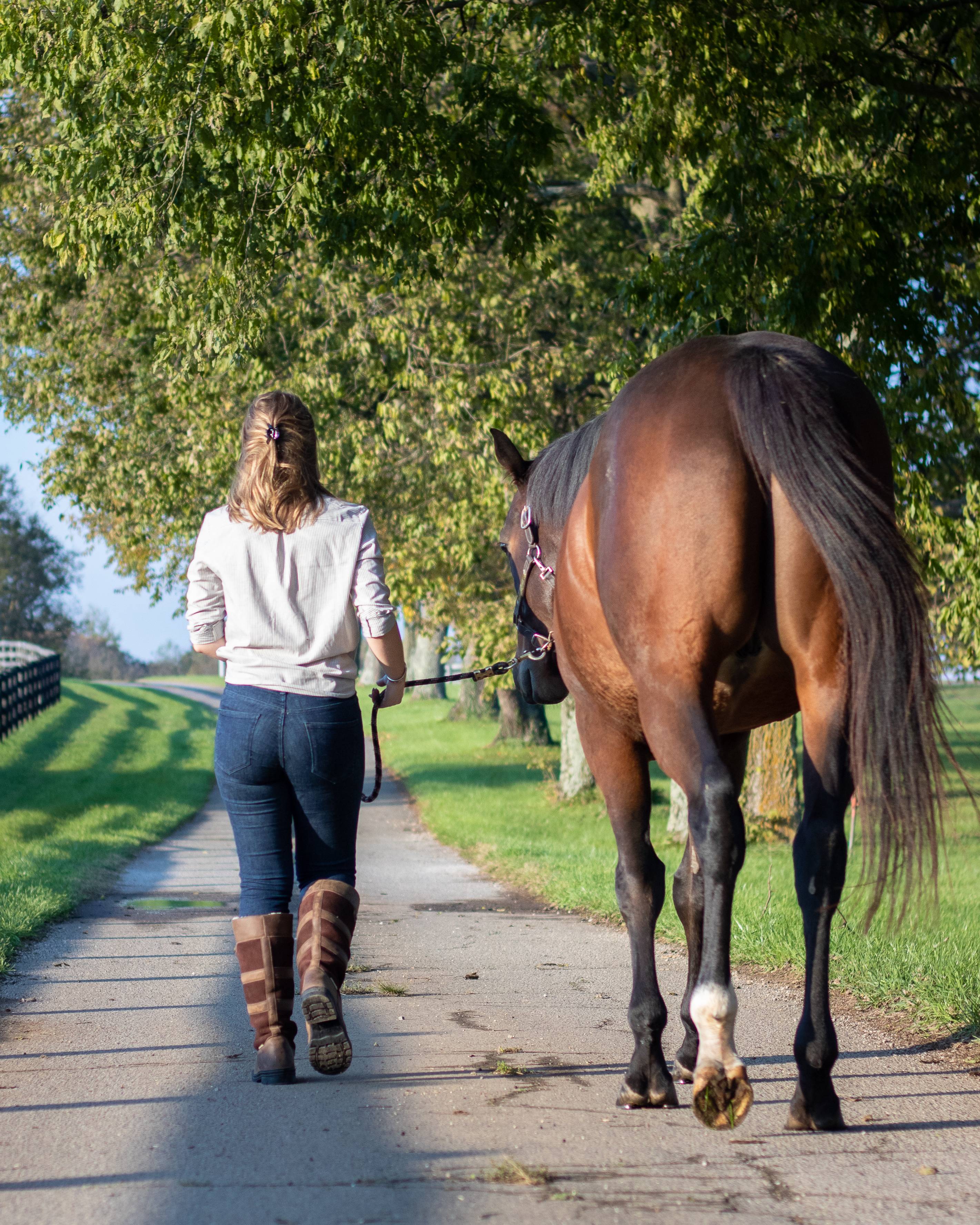 Horse riding country on sale boots